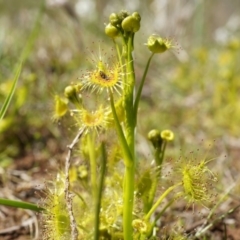 Drosera sp. (A Sundew) at Mount Majura - 14 Sep 2014 by AaronClausen