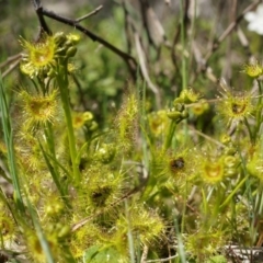 Drosera (genus) (A Sundew) at Majura, ACT - 14 Sep 2014 by AaronClausen