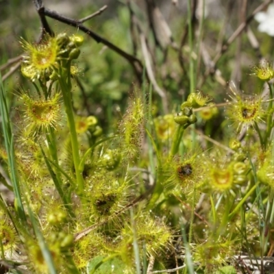 Drosera sp. (A Sundew) at Majura, ACT - 14 Sep 2014 by AaronClausen