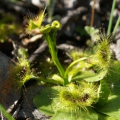 Drosera (genus) (A Sundew) at Majura, ACT - 14 Sep 2014 by AaronClausen