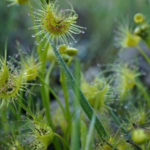 Drosera sp. at Majura, ACT - 14 Sep 2014