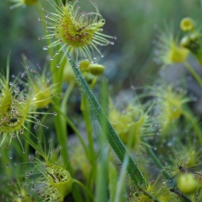 Drosera (genus) (A Sundew) at Majura, ACT - 14 Sep 2014 by AaronClausen