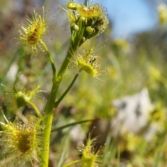 Drosera auriculata (Tall Sundew) at Majura, ACT - 14 Sep 2014 by AaronClausen