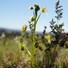 Drosera auriculata at Majura, ACT - 14 Sep 2014