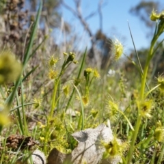 Drosera (genus) (A Sundew) at Majura, ACT - 14 Sep 2014 by AaronClausen