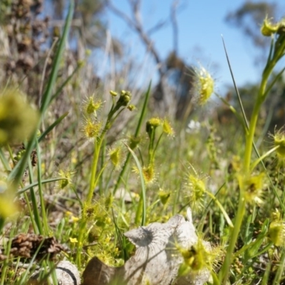 Drosera sp. (A Sundew) at Mount Majura - 14 Sep 2014 by AaronClausen