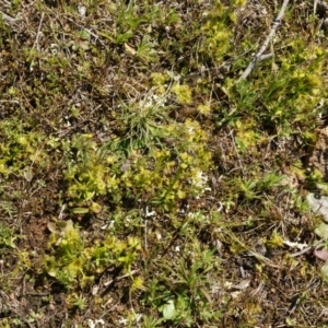 Drosera sp. at Majura, ACT - 14 Sep 2014 01:40 PM