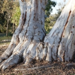 Eucalyptus mannifera (Brittle Gum) at Majura, ACT - 14 Sep 2014 by AaronClausen