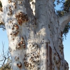 Eucalyptus mannifera at Majura, ACT - 14 Sep 2014 04:56 PM