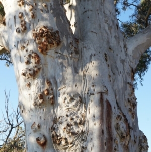 Eucalyptus mannifera at Majura, ACT - 14 Sep 2014