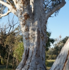 Eucalyptus mannifera at Majura, ACT - 14 Sep 2014 04:56 PM