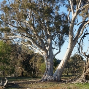 Eucalyptus mannifera at Majura, ACT - 14 Sep 2014