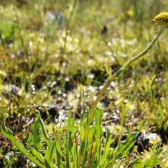 Craspedia variabilis (Common Billy Buttons) at Majura, ACT - 14 Sep 2014 by AaronClausen