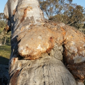 Eucalyptus rossii at Majura, ACT - 14 Sep 2014
