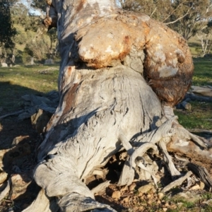 Eucalyptus rossii at Kenny, ACT - 14 Sep 2014