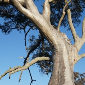 Eucalyptus rossii at Kenny, ACT - 14 Sep 2014