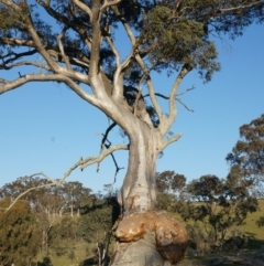 Eucalyptus rossii at Kenny, ACT - 14 Sep 2014 04:58 PM