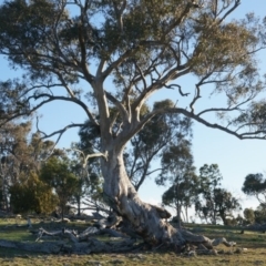 Eucalyptus rossii at Kenny, ACT - 14 Sep 2014