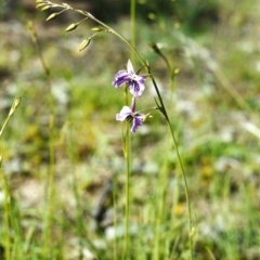 Arthropodium fimbriatum (Nodding Chocolate Lily) at Conder, ACT - 10 Nov 2000 by MichaelBedingfield