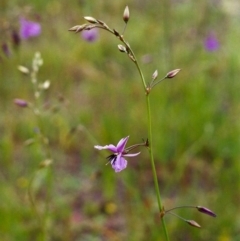 Arthropodium fimbriatum (Nodding Chocolate Lily) at Conder, ACT - 16 Nov 1999 by michaelb