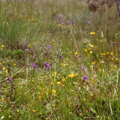 Arthropodium fimbriatum (Nodding Chocolate Lily) at Conder, ACT - 27 Nov 1999 by MichaelBedingfield