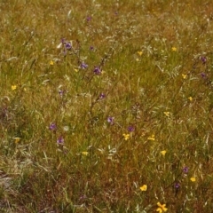 Arthropodium fimbriatum (Nodding Chocolate Lily) at Conder, ACT - 27 Nov 1999 by michaelb