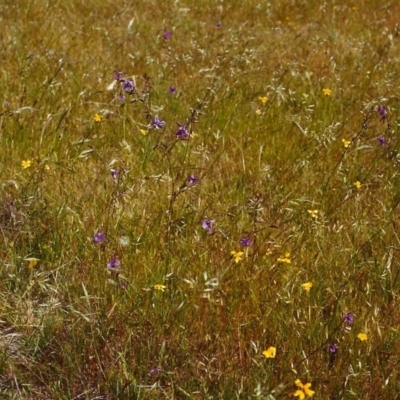 Arthropodium fimbriatum (Nodding Chocolate Lily) at Conder, ACT - 27 Nov 1999 by michaelb