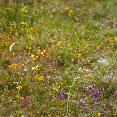 Arthropodium fimbriatum (Nodding Chocolate Lily) at Conder, ACT - 27 Nov 1999 by MichaelBedingfield