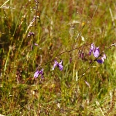 Arthropodium fimbriatum (Nodding Chocolate Lily) at Tuggeranong Hill - 11 Nov 2000 by michaelb