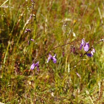 Arthropodium fimbriatum (Nodding Chocolate Lily) at Conder, ACT - 12 Nov 2000 by MichaelBedingfield