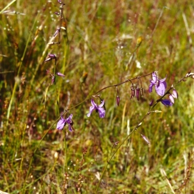 Arthropodium fimbriatum (Nodding Chocolate Lily) at Tuggeranong Hill - 11 Nov 2000 by michaelb