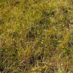 Hypoxis hygrometrica (Golden Weather-grass) at Conder, ACT - 7 Jan 2000 by michaelb