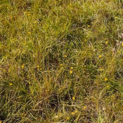 Hypoxis hygrometrica (Golden Weather-grass) at Conder, ACT - 6 Jan 2000 by michaelb