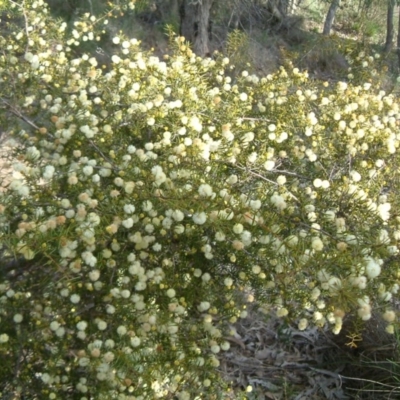 Acacia ulicifolia (Prickly Moses) at Farrer Ridge - 12 Sep 2014 by julielindner