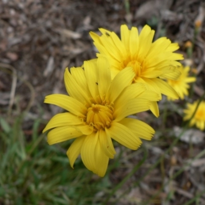 Microseris walteri (Yam Daisy, Murnong) at Farrer, ACT - 15 Sep 2014 by julielindner
