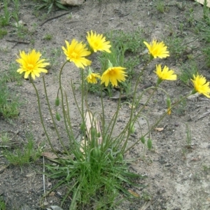 Microseris walteri at Farrer, ACT - 15 Sep 2014