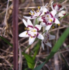 Wurmbea dioica subsp. dioica (Early Nancy) at Mount Ainslie to Black Mountain - 14 Sep 2014 by TimYiu