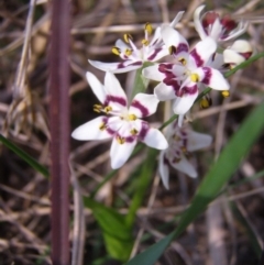 Wurmbea dioica subsp. dioica (Early Nancy) at Acton, ACT - 15 Sep 2014 by TimYiu