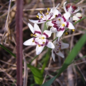 Wurmbea dioica subsp. dioica at Acton, ACT - 15 Sep 2014 12:00 AM