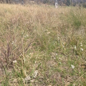 Wurmbea dioica subsp. dioica at Acton, ACT - 15 Sep 2014 12:00 AM