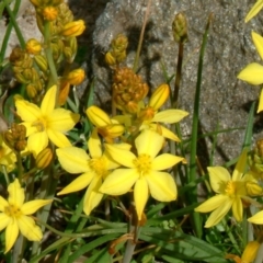 Bulbine bulbosa (Golden Lily, Bulbine Lily) at Farrer, ACT - 15 Sep 2014 by julielindner