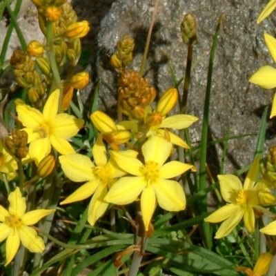 Bulbine bulbosa (Golden Lily, Bulbine Lily) at Farrer, ACT - 15 Sep 2014 by julielindner