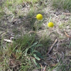 Craspedia variabilis (Common Billy Buttons) at ANU Liversidge Precinct - 14 Sep 2014 by TimYiu