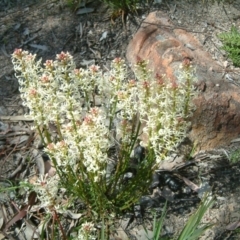 Stackhousia monogyna (Creamy Candles) at Farrer, ACT - 15 Sep 2014 by julielindner