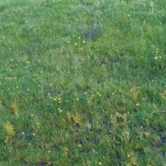 Hypoxis hygrometrica (Golden Weather-grass) at Tuggeranong Hill - 9 Nov 2005 by michaelb