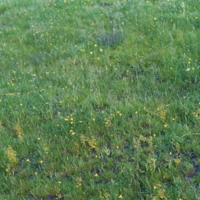 Hypoxis hygrometrica (Golden Weather-grass) at Tuggeranong Hill - 9 Nov 2005 by michaelb