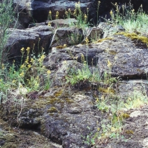 Bulbine glauca at Conder, ACT - 9 Nov 2000 12:00 AM