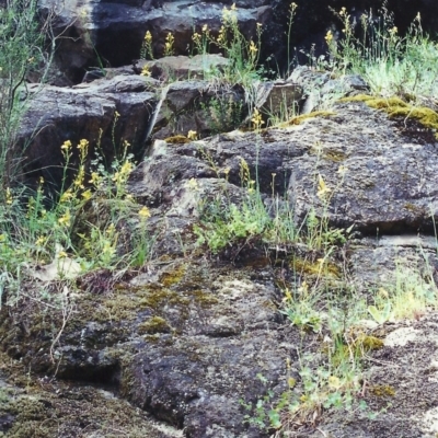 Bulbine glauca (Rock Lily) at Rob Roy Range - 8 Nov 2000 by michaelb