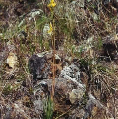 Bulbine glauca (Rock Lily) at Rob Roy Range - 22 Sep 2000 by michaelb