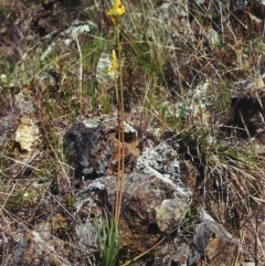 Bulbine glauca (Rock Lily) at Banks, ACT - 22 Sep 2000 by michaelb